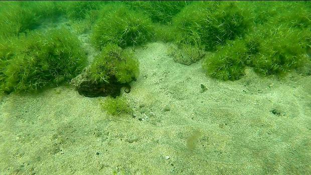 En las playas de Canarias hay algas que emiten radiaciones