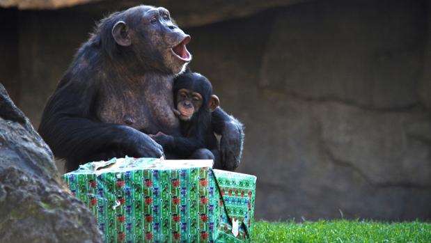 Los animales del Bioparc de Valencia también abren sus regalos de Papá Noel