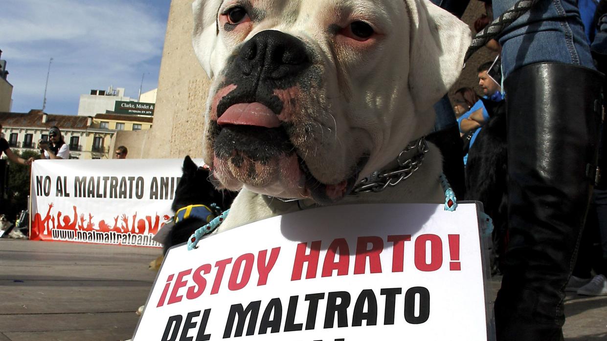 Protesta contra el maltrato animal