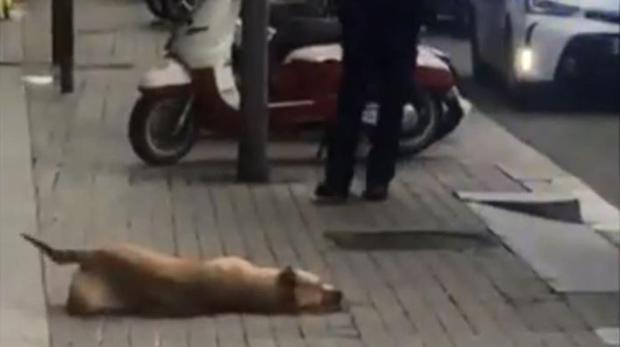 El Ayuntamiento de Barcelona enseña a Guardia Urbana cómo tratar perros tras muerte de «Sota»