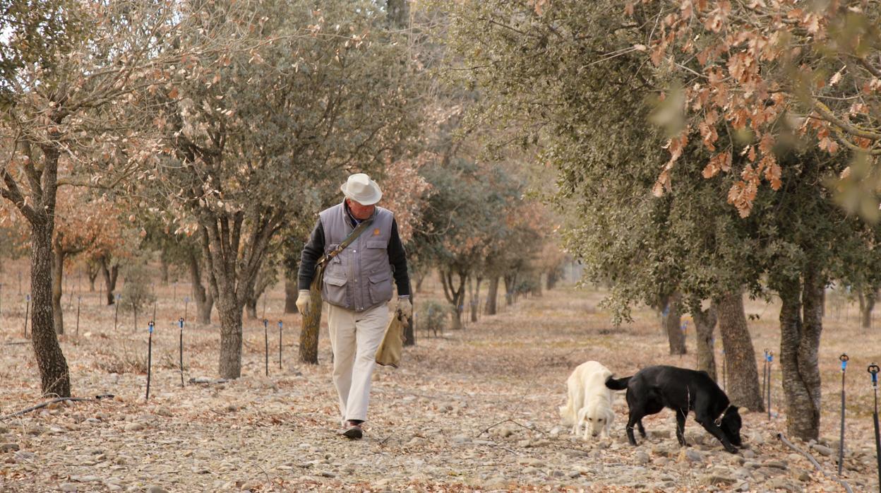 Un productor, junto a sus perros especializados en detectar la trufa, hongo que crece bajo tierra