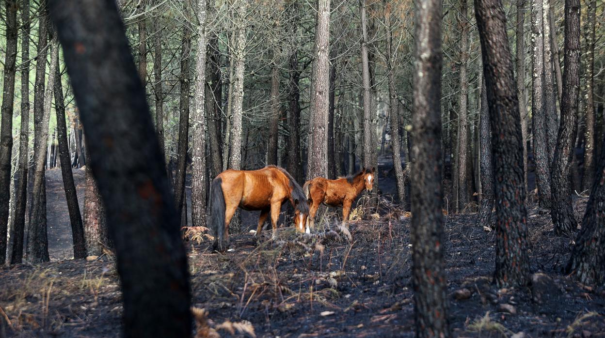 Cenizas en uno de los montes asolados por las llamas