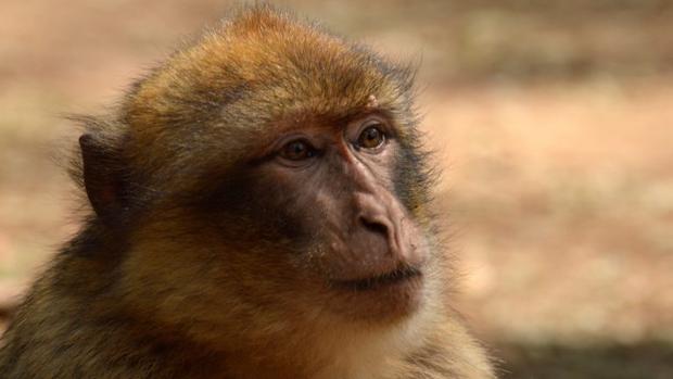 Finge que le robaron un mono para no entregarlo porque es de una especie protegida