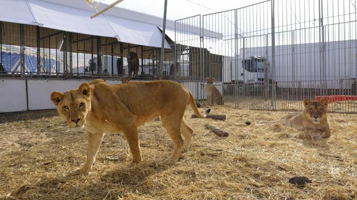 Leones del Circo Quirós