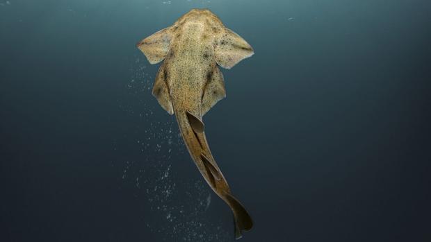 El tiburón angelote de Canarias llega a Gales