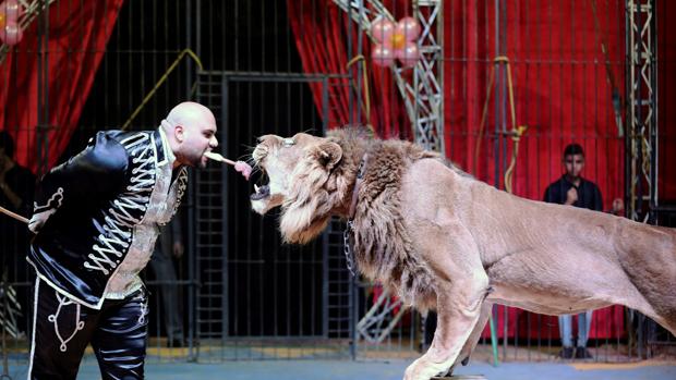 El Ayuntamiento aprueba vetar los circos con animales salvajes