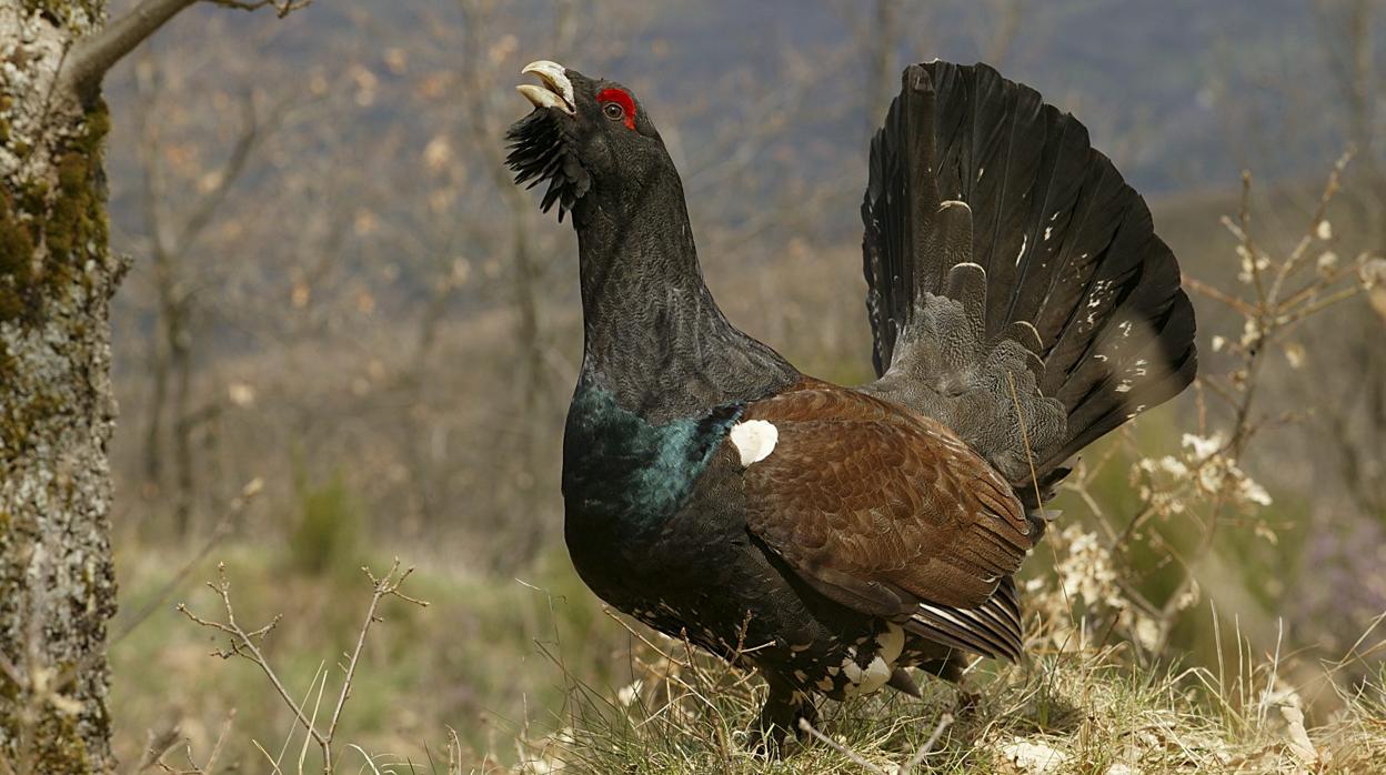 Un ejemplar de Urogallo cantábrico