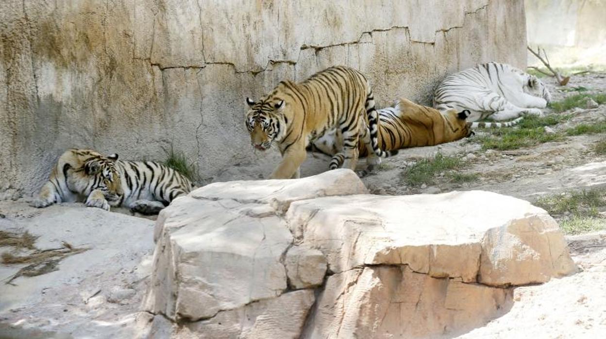 Tigres en el parque Terra Natura