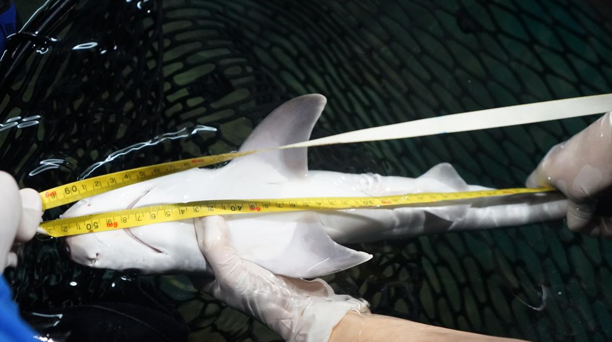 Expertos del Oceanogràfic tomando las medidas y el peso a la cría de tiburón gris