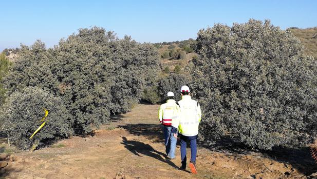 Puy du Fou comienza el trasplante de decenas de encinas y enebros