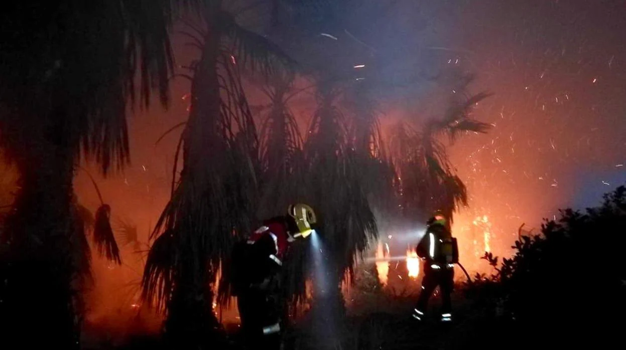 Tareas de extinción del fuego en el palmeral de Elche, este martes
