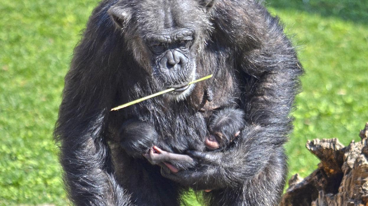 Imagen de la hembra con sus dos chimpancés bebés