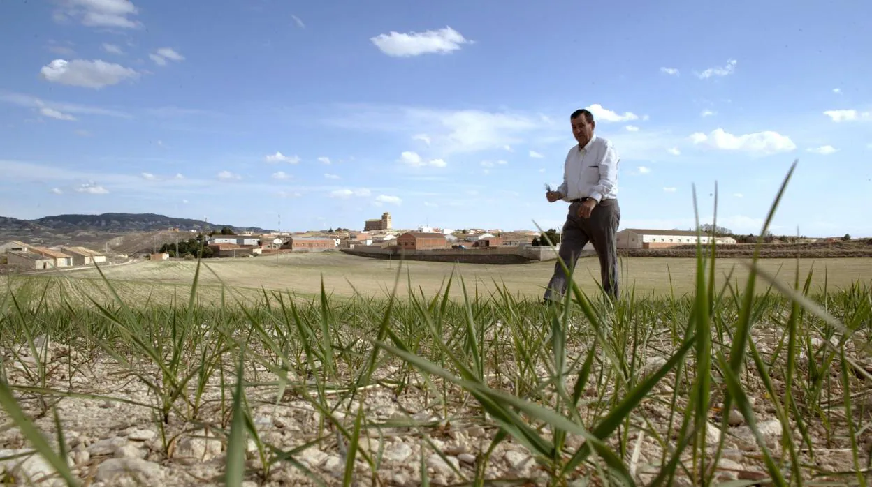 Campo de cereal de secano en un municipio zaragozano