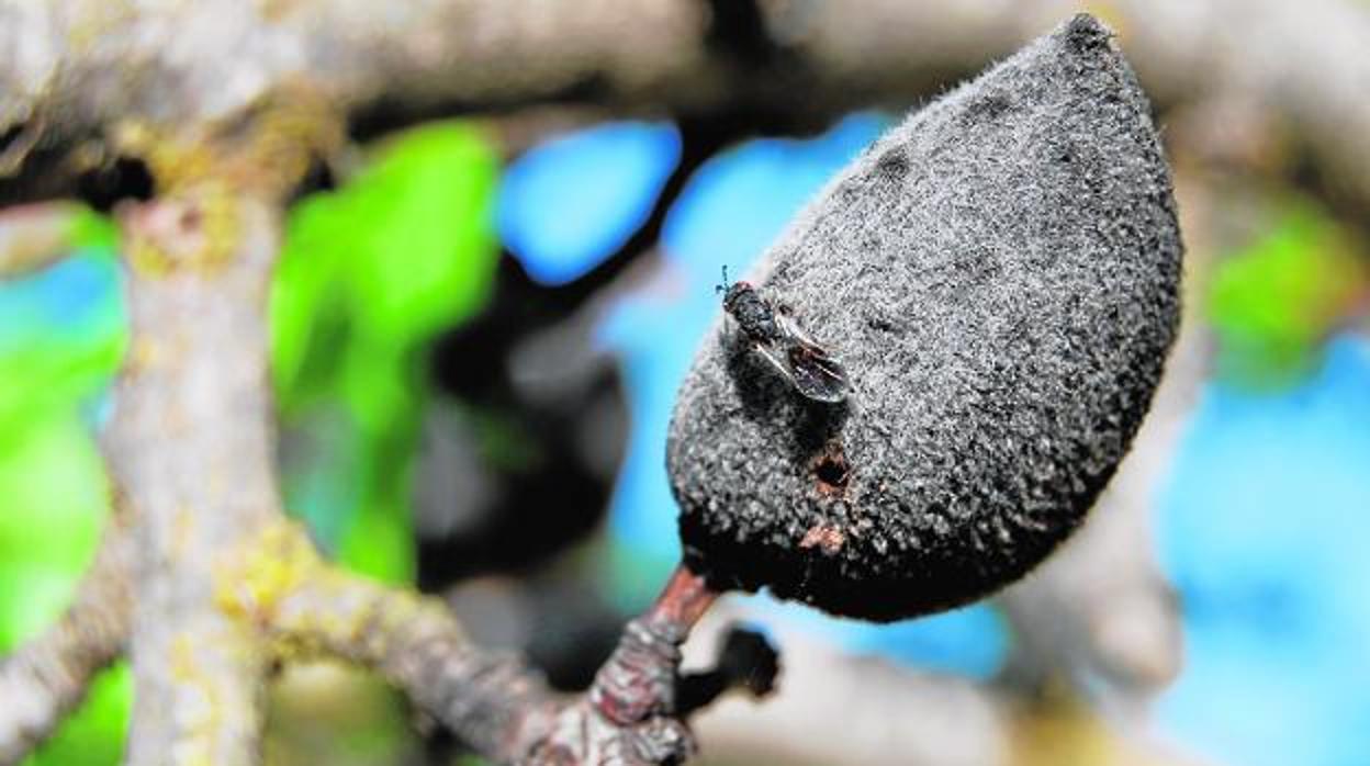 Un ejemplar de avispilla en un fruto de un almendro