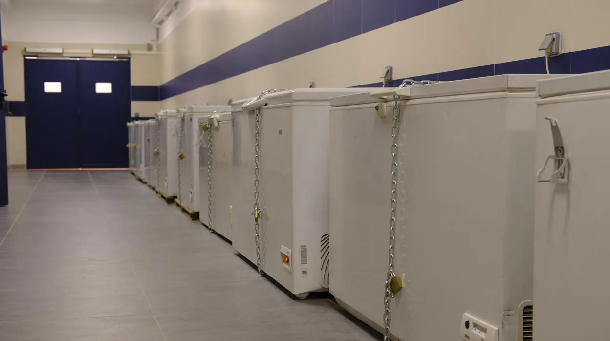 Arcones frigoríficos en el nuevo Centro de Donacíon de cuerpos de la Complutense