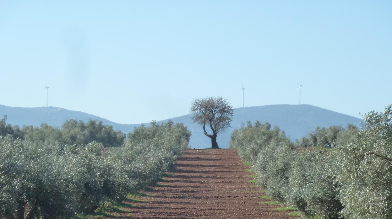 El almendro Gladiador, que ha sido copiado por los científicos del CSIC