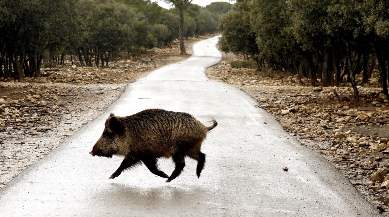 La Orden de Caza paralizada impedirá abatir las especies más dañinas