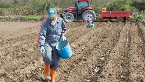 La lucha contra la plaga de la patata se cobra 500 toneladas de cosechas