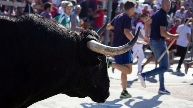 El Supremo cierra la última vía para defender el Toro de la Vega