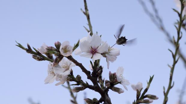 Así será la primavera en Castilla y León: escasas precipitaciones y altas temperaturas