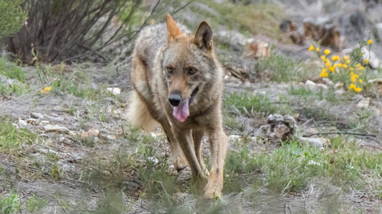 En amplias zonas rurales ya nacen más lobos que niños»