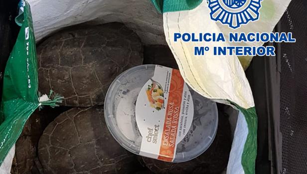 Recuperan en Talavera 19 tortugas protegidas que portaba un hombre en una maleta