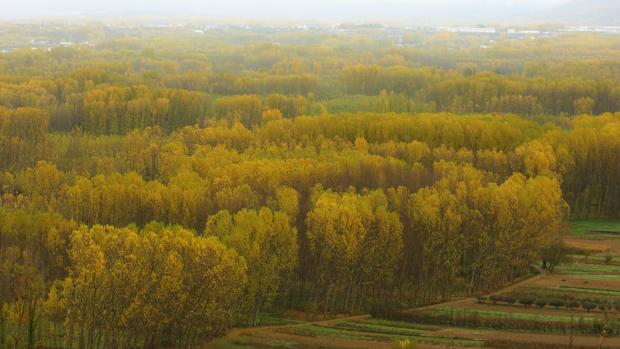 ¿Cuánto sabes de los bosques de Castilla y León?