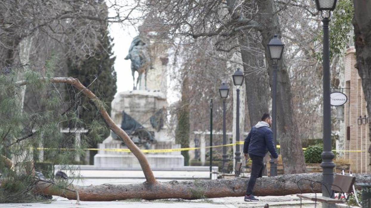 El árbol caído en el Parque del Retiro que acabó con la vida de un niño de cuatro años