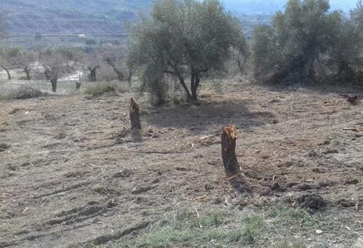 Almendros arrancados por la xylella en la provincia de Alicante