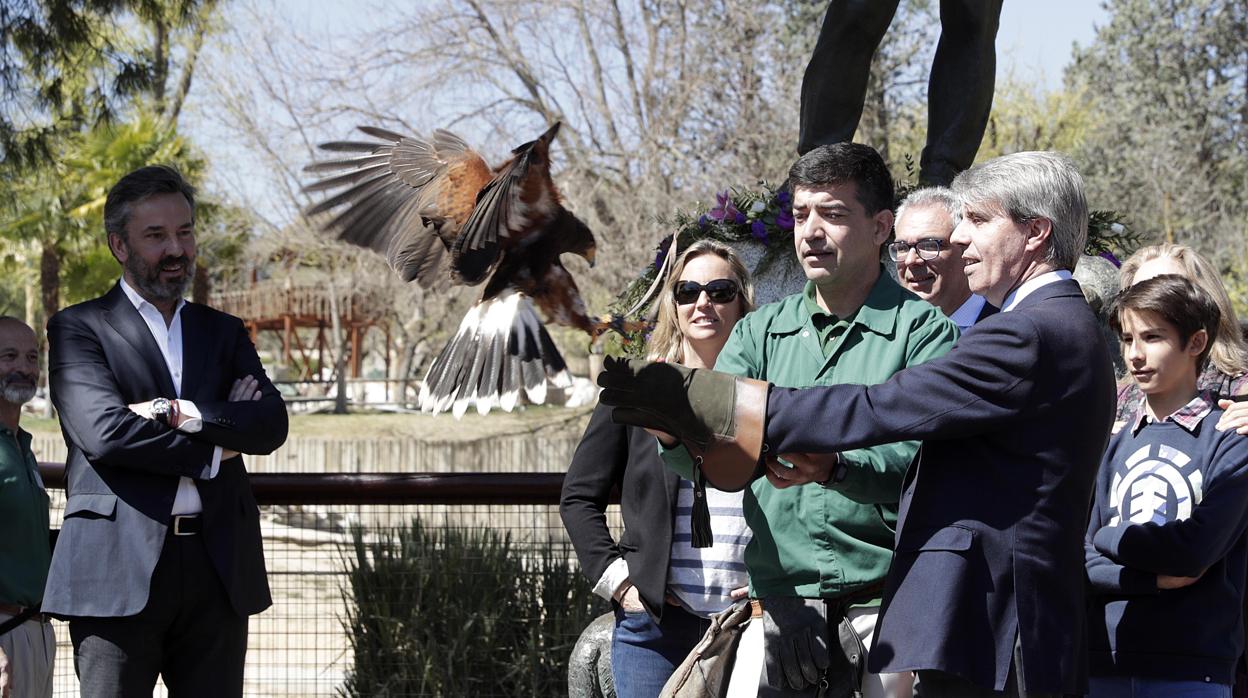 Ángel Garrido recibe sobre su puño a un ejemplar de águila de Harris, durante su visita al Zoo