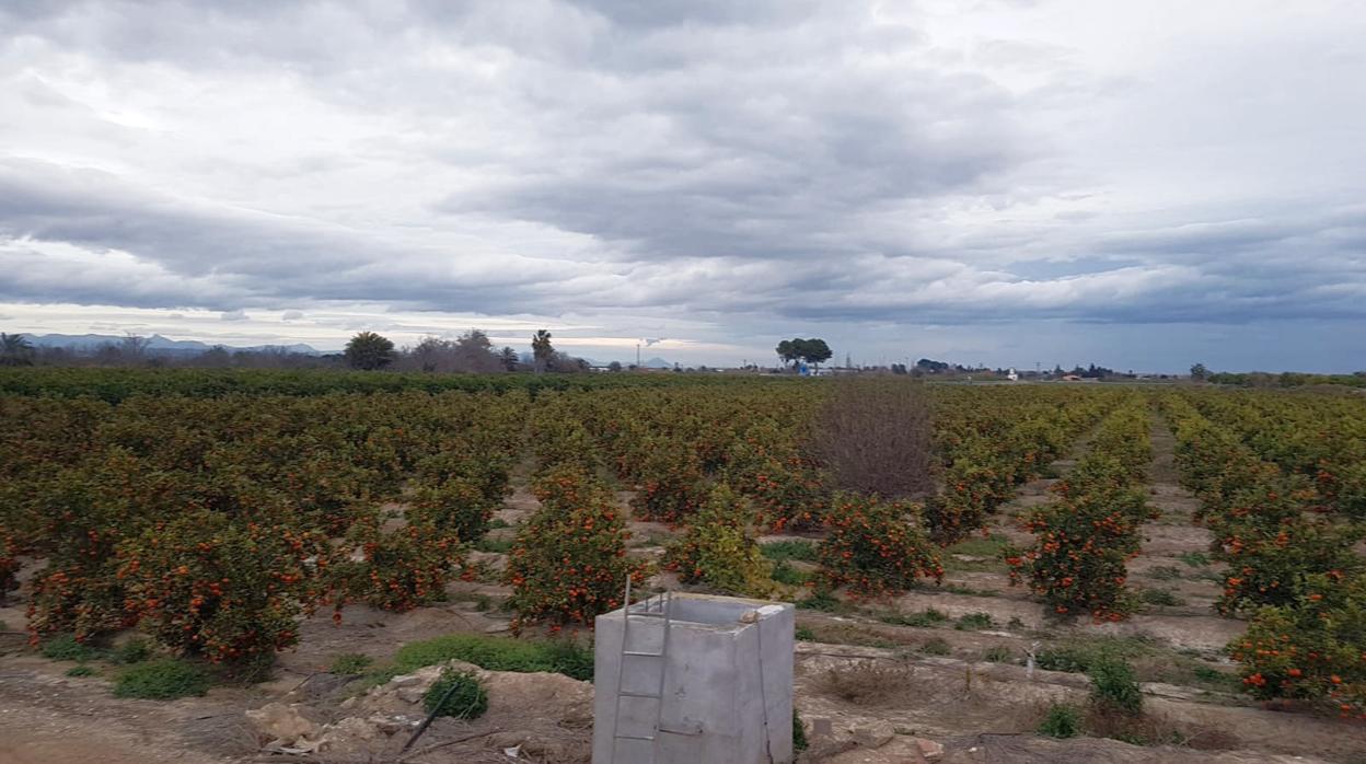 Un campo de cultivo de cítricos en la Comunidad Valenciana