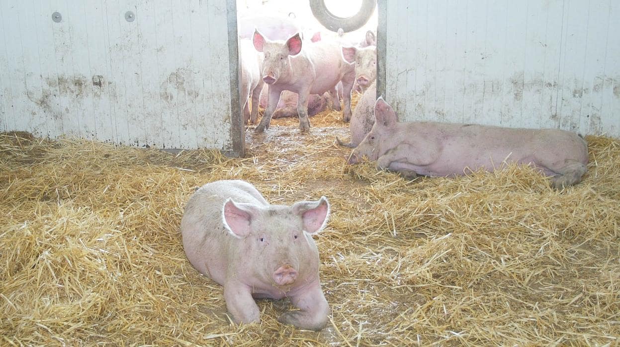 Mueren calcinados 600 cerdos en el incendio de una granja en Soria
