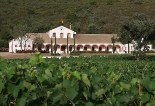 Edificio de la bodega, con las hojas de las vides en primer plano