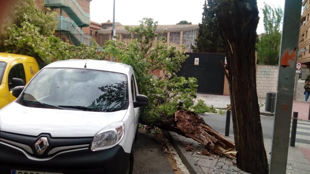 Se cae un árbol en plena avenida de América