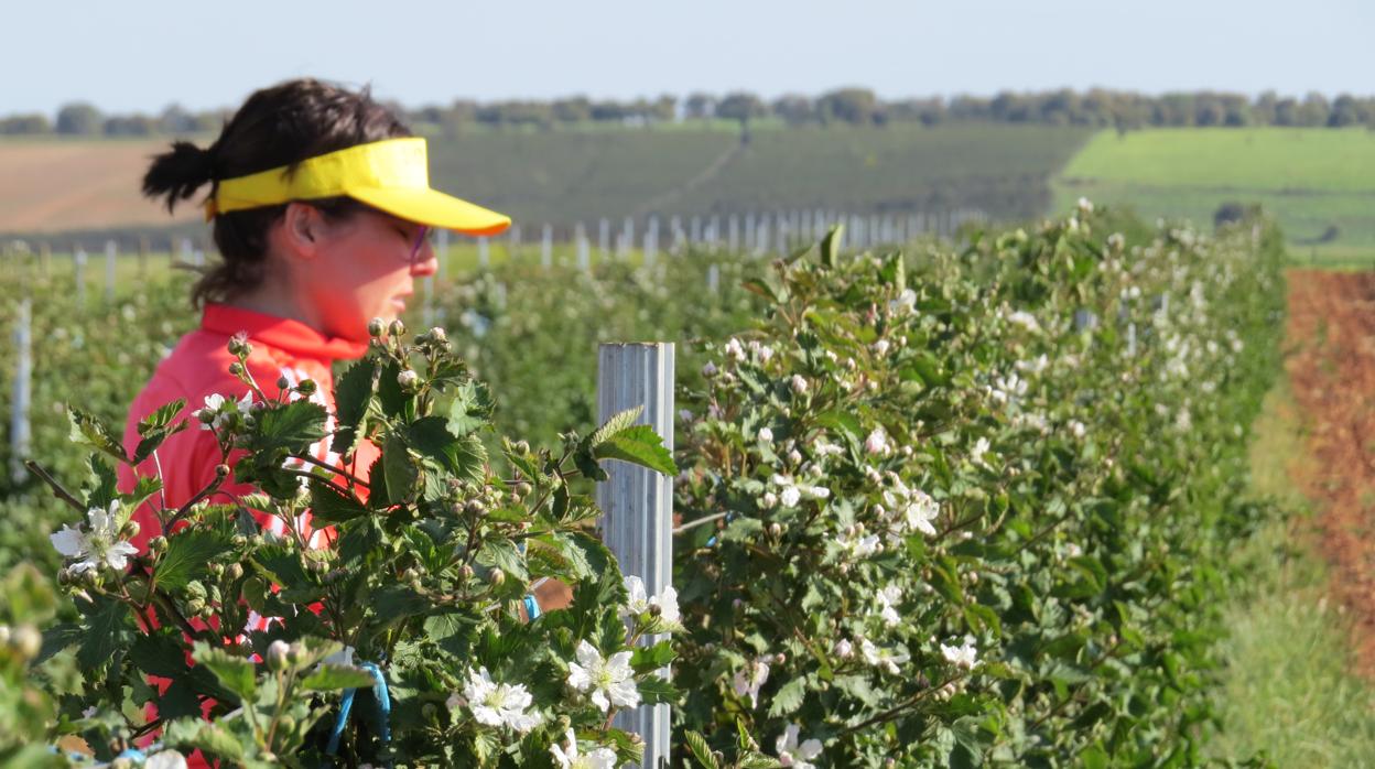 La explotación agraria está situada en la localidad de la Almendra, en Zamora