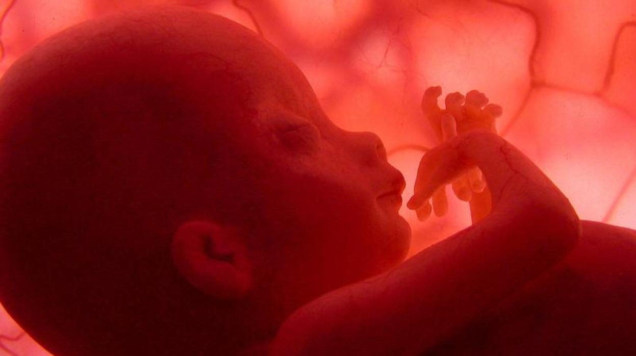 Imagen de un feto en un documental de National Greographic