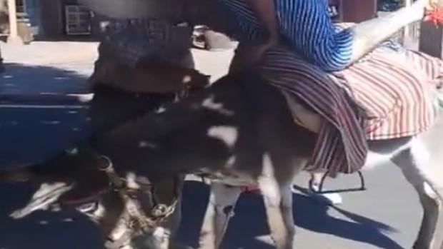 Vídeo: Pacma pide que no se usen burros en Canarias para el turismo