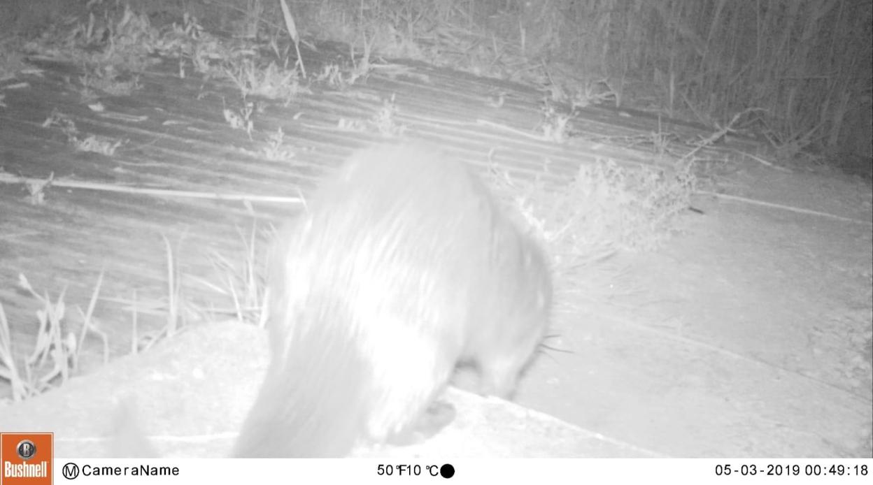 Una de las imágenes captadas por las cámaras de «fototrampeo» de la nutria en el Parque Natural de El Hondo