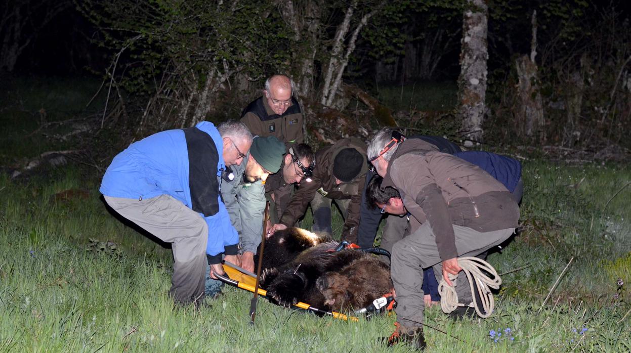 Así fue el complicado rescate de un oso herido en Palacios del Sil (León)