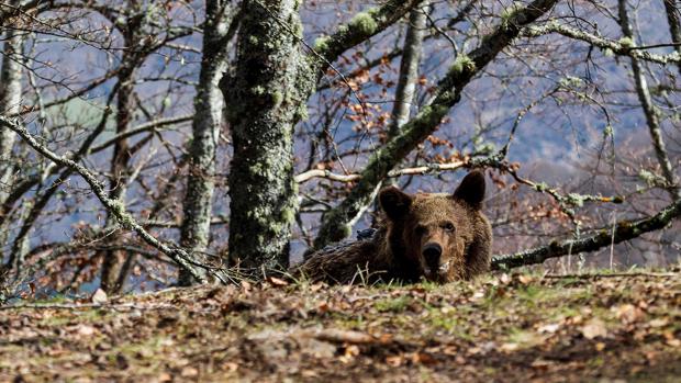 Un oso en libertad traspasa por primera vez en dos siglos la raya hispanolusa