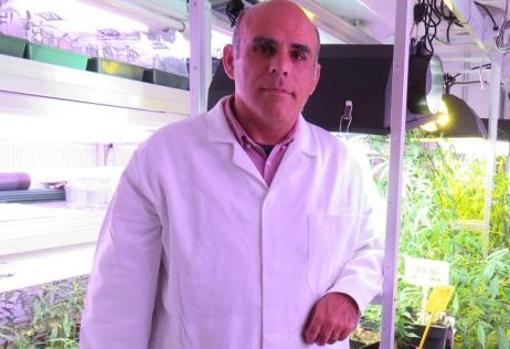 Crean el primer tipo de cannabis legal con propiedades para enfermos de cáncer y alzhéimer