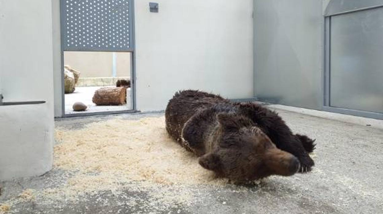 El oso, a su llegada al Centro de Recuperación de Cantabria
