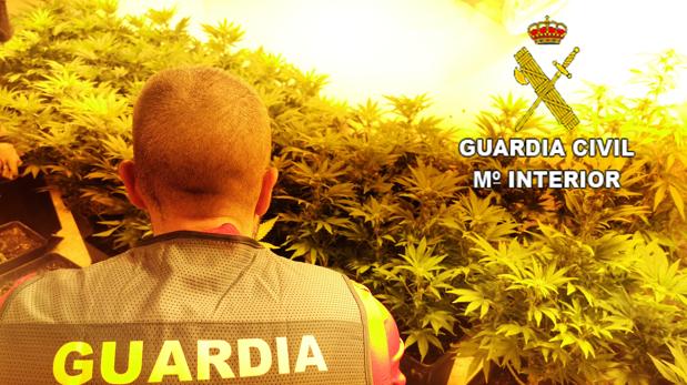 La Guardia Civil desarticula una banda de 17 traficantes con 6.000 plantas de marihuana