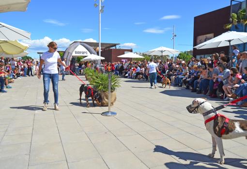 Éxito del Desfile de perros abandonados AUPA-Bioparc en Valencia para reescribir la vida de muchos canes