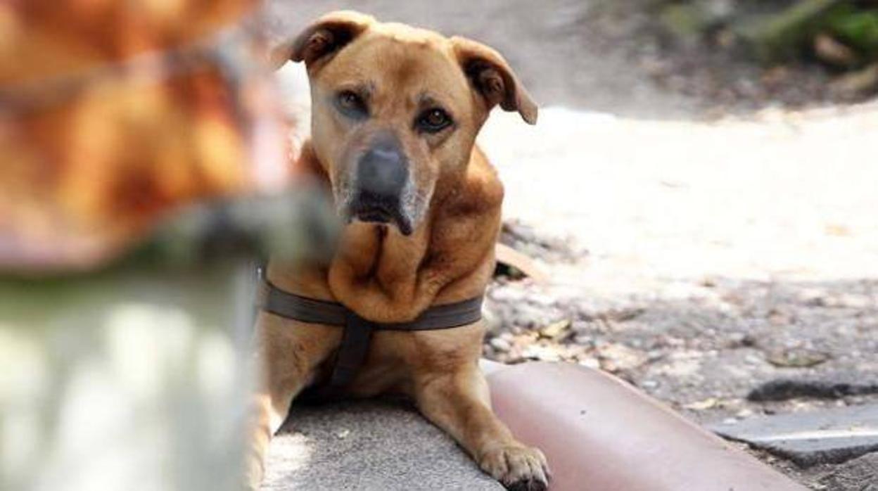 El animal paseaba con su dueño cuando descubrió los huesos