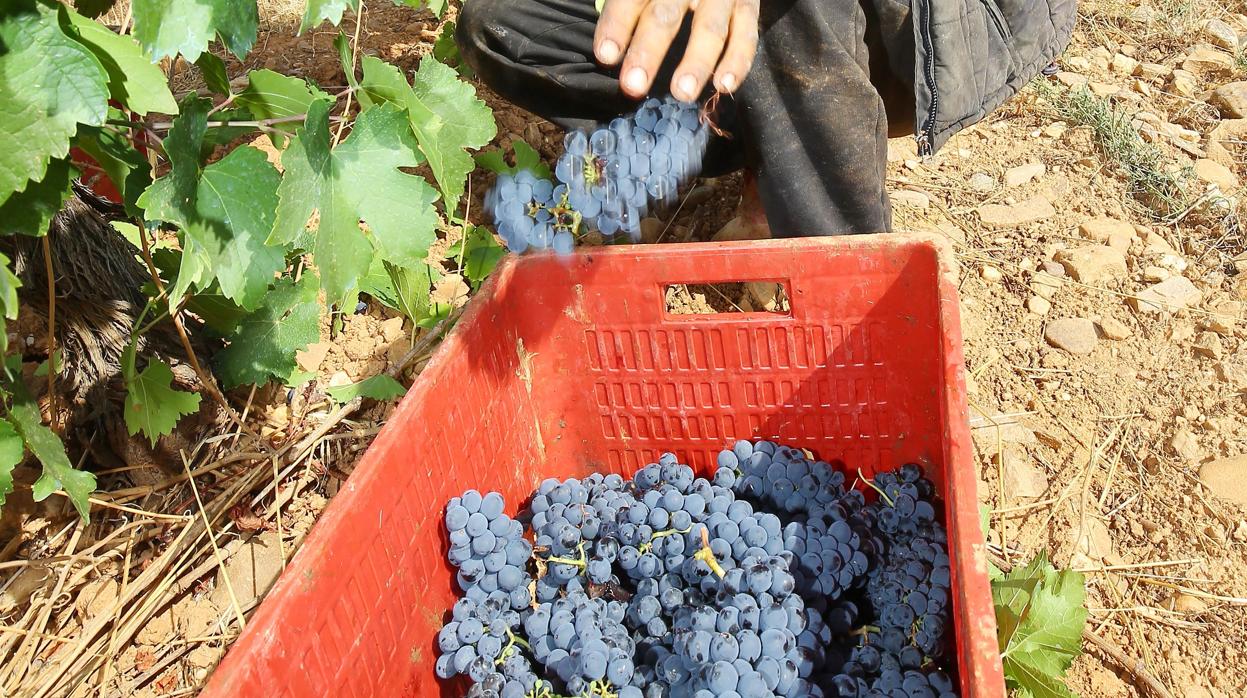 Cae una red que falsificó dos millones de botellas de vino