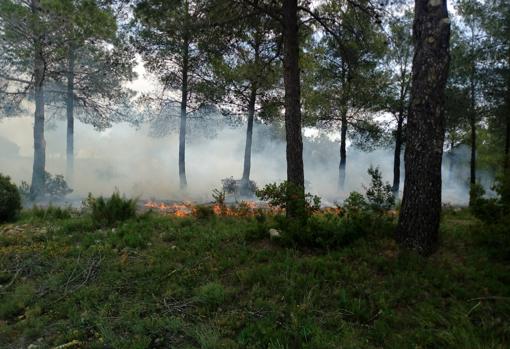Incendio forestal en una zona de pinada en Valencia