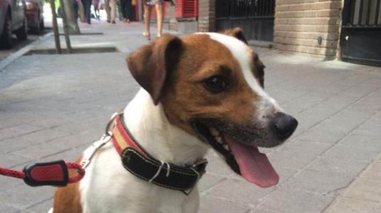Díaz Ayuso gestionaba el Twitter de Pecas, el perro de Esperanza Aguirre, ya fallecido