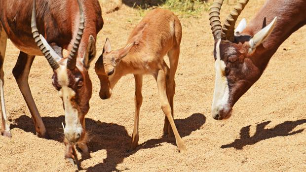 Bioparc Valencia lanza un nuevo pase anual «B!» para dos personas mientras siguen los nacimientos de primavera