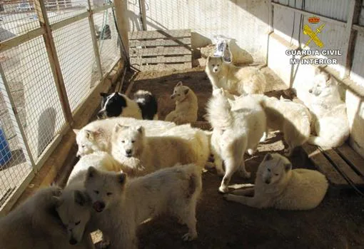 Perros de la raza samoyedo en Monóar, donde se ubicaba la asociación